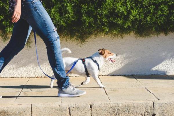 ¿qué Pasa Si No Sacas a Pasear a Tu Perro?