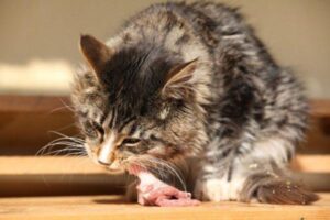 ¿qué Puedes Alimentar a Tu Gato Si No Tienes Comida