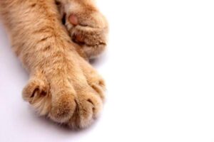 ¿qué Significa Cuando Un Gato Te Deja Tocar Sus Patas?