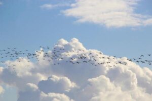 ¿qué Son Las Aves Migratorias? Una Guía Para La