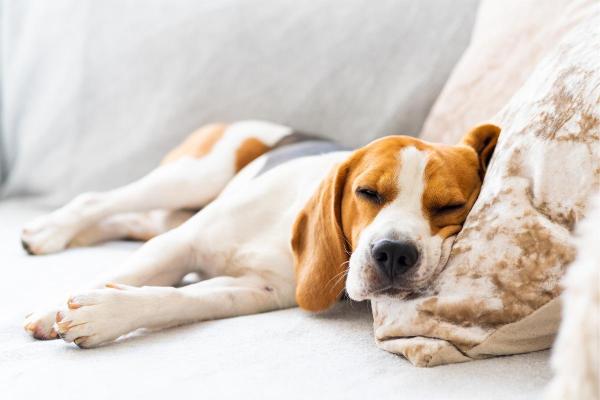 ¿qué Sonidos Hacen Felices a Los Perros?