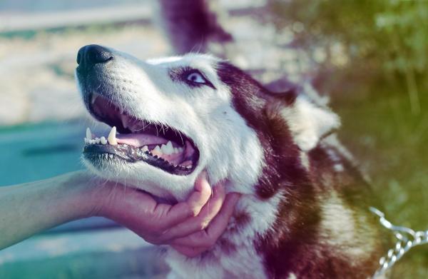 ¿se Mudan Los Perros Esquimales Siberianos?