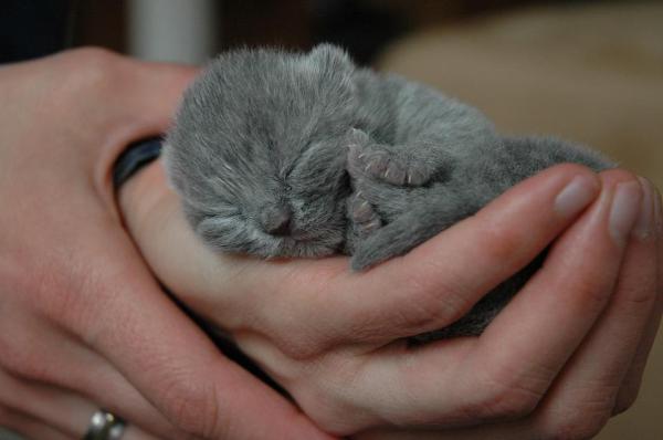 ¿se Puede Bañar a Gatitos Recién Nacidos?