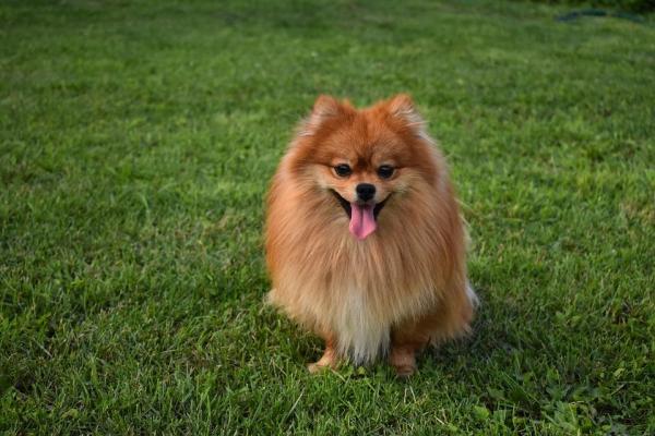 ¿se Puede Cortar El Pelo De Pomerania en Casa?