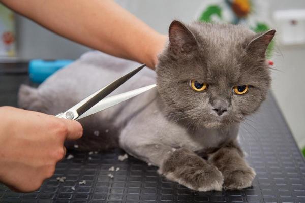 ¿son Los Cortes De Pelo De Gato Una Buena Idea?